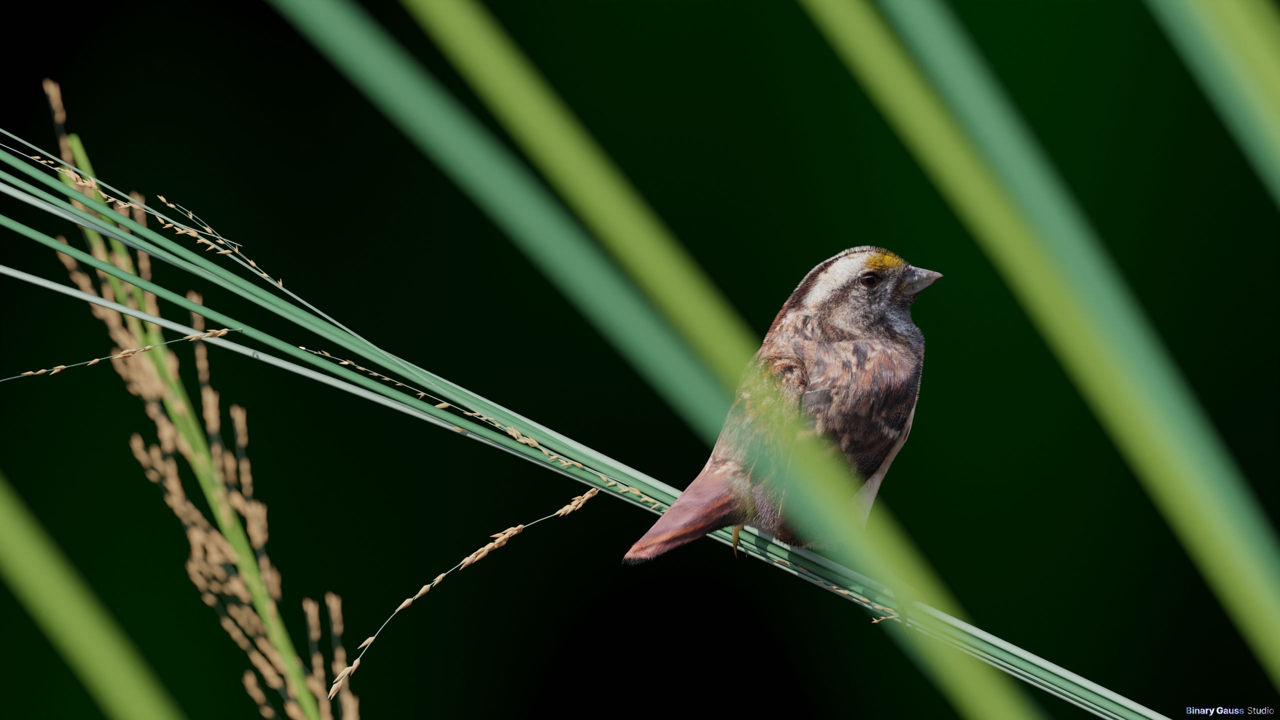 blend-sparrow1.png