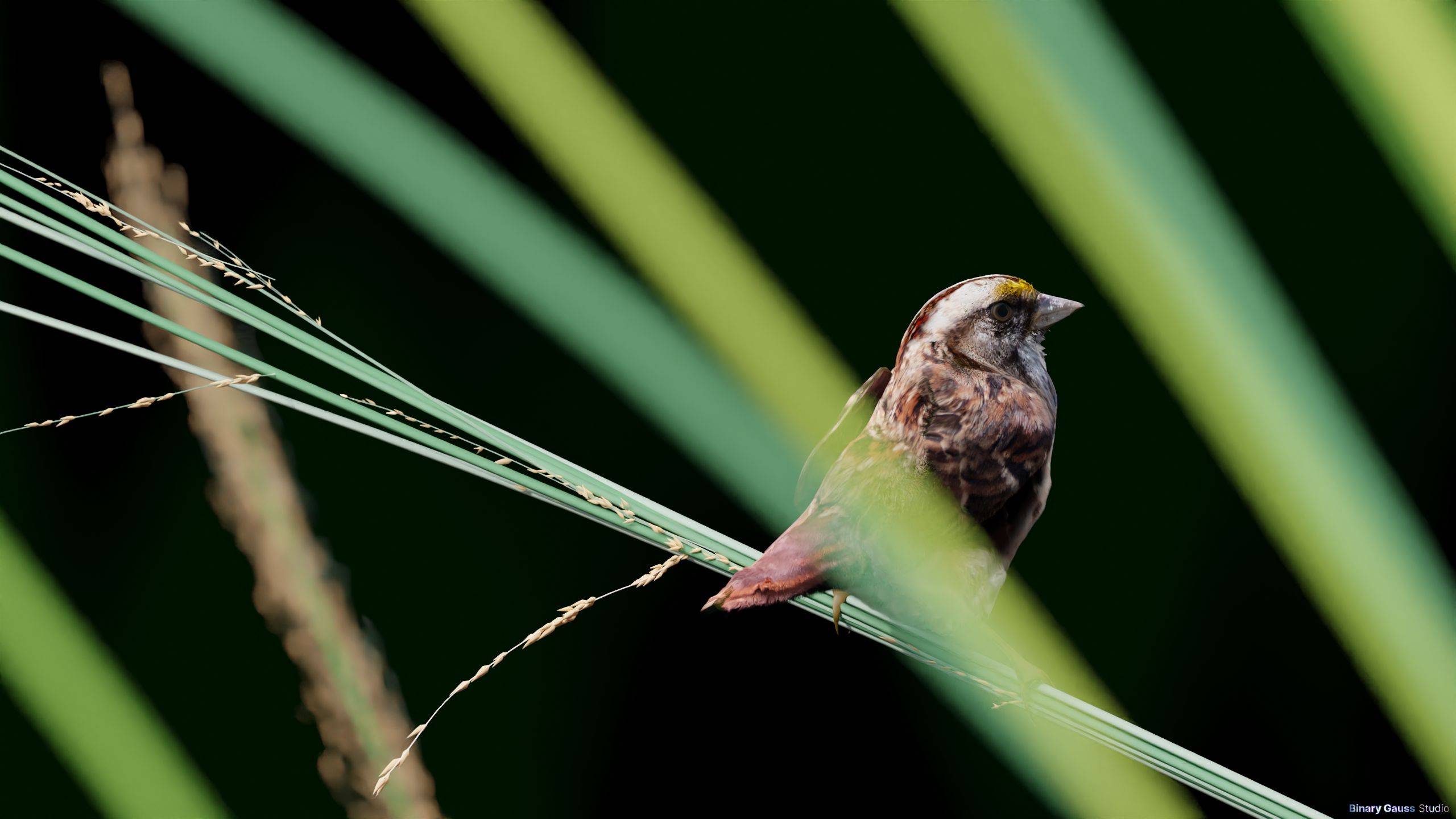 blend-sparrow3.png